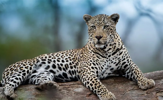 10-year-old boy killed after leopard drags him away in Chamarajanagar